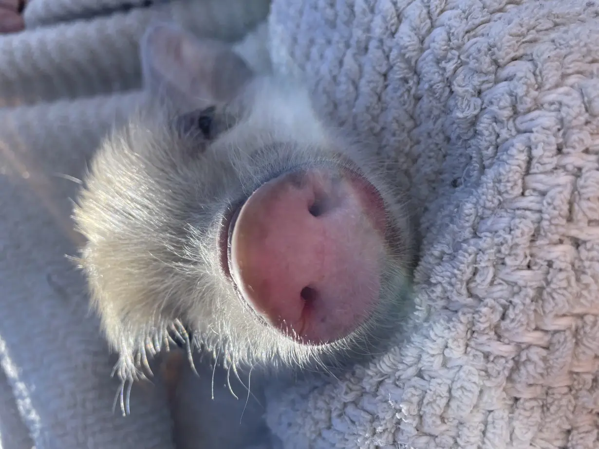 Baseball Mascot-Plump Pig