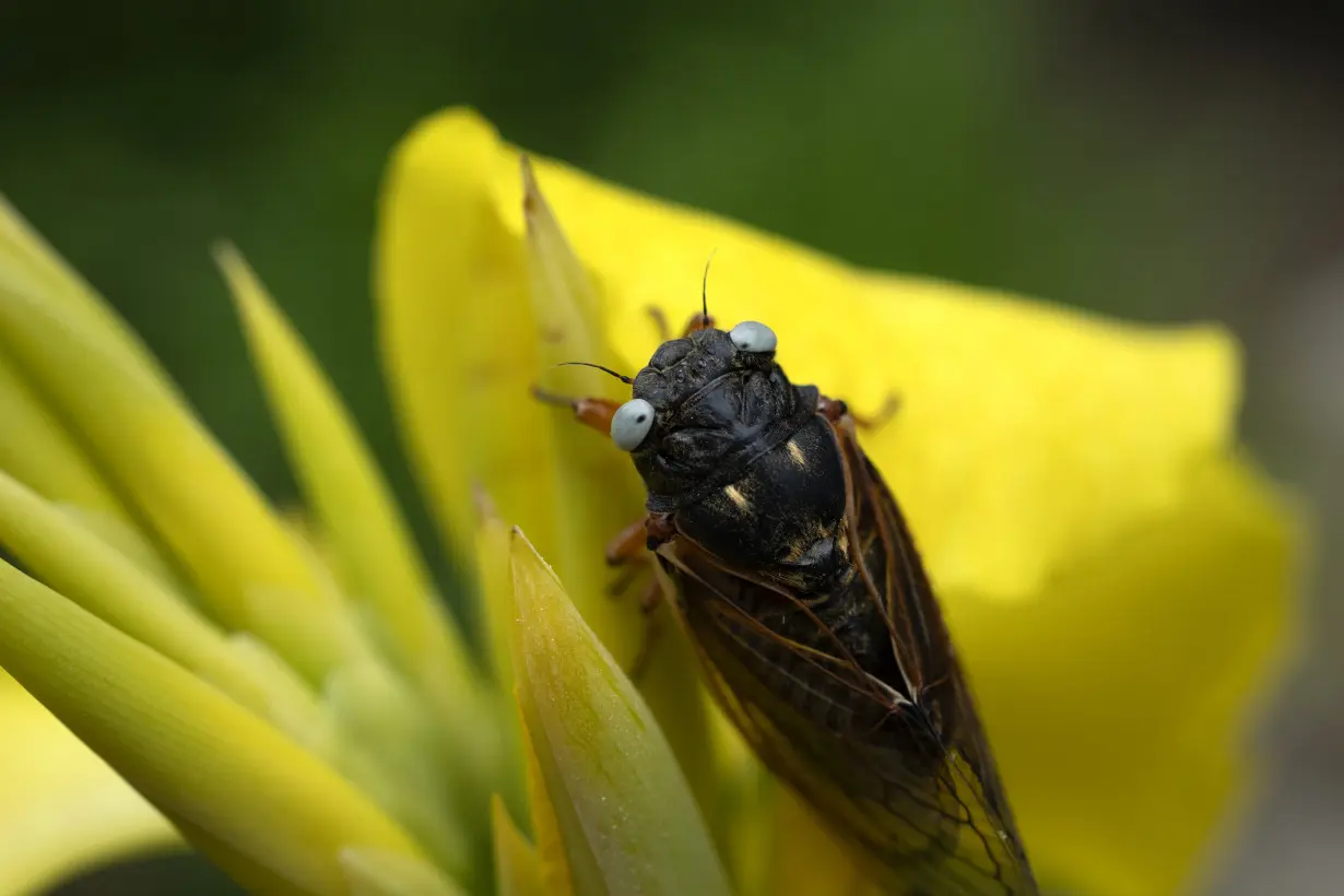 Rare Cicada llinois