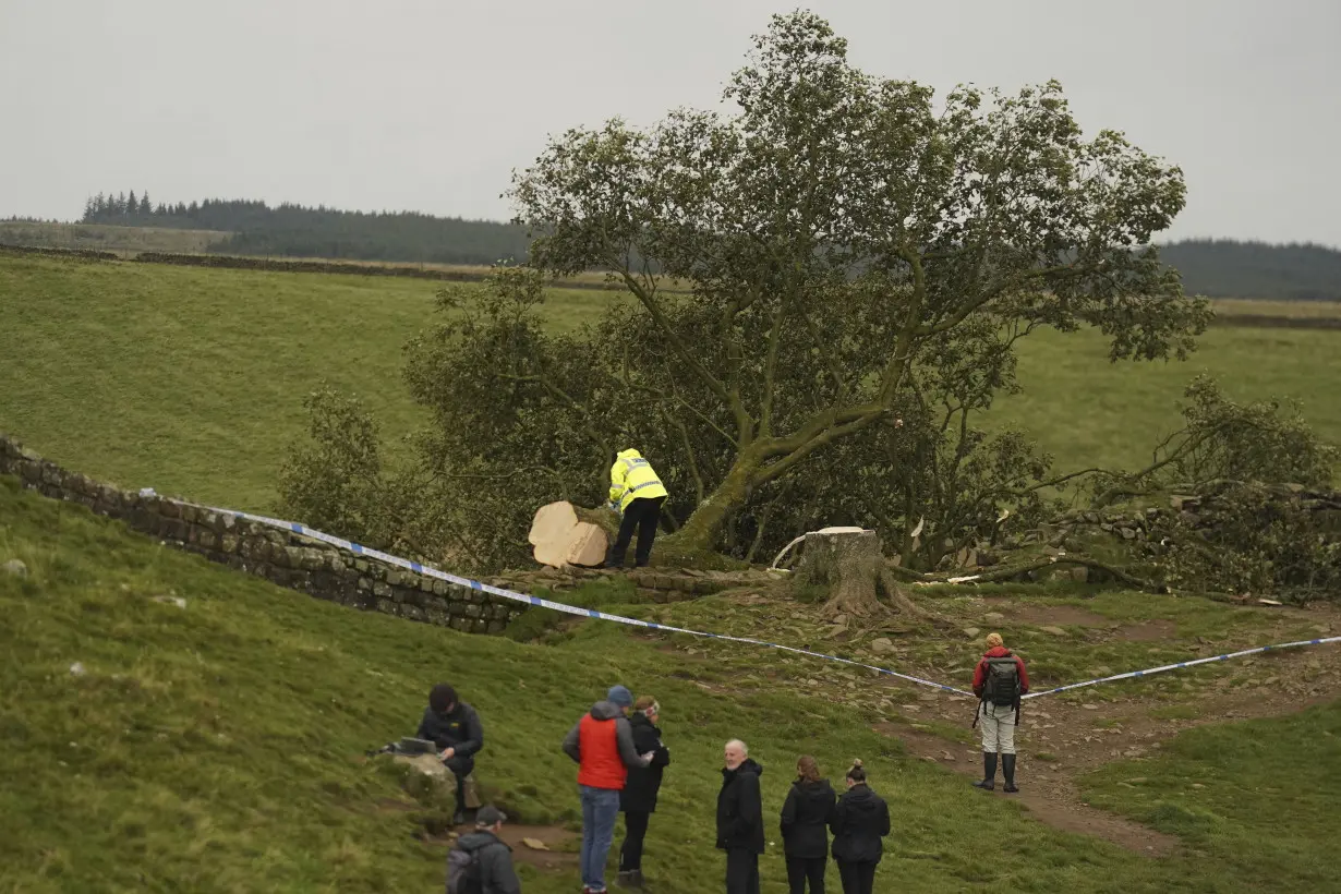 16-year-old boy arrested in England over the 'deliberate' felling of a famous tree at Hadrian's Wall