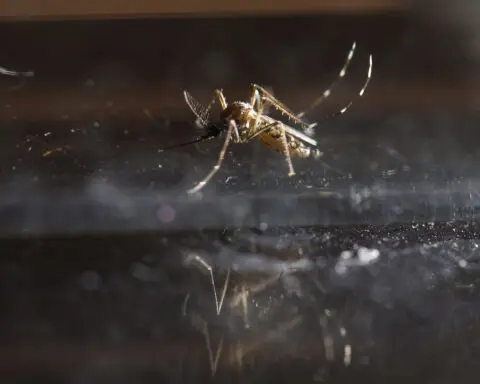 Dengue cases in Americas surpass last year's record high, WHO says