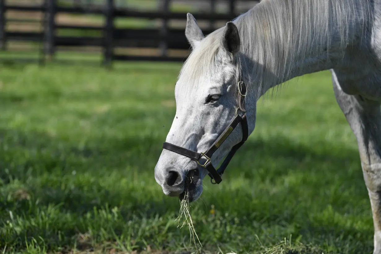 For ex-Derby winner Silver Charm, it's a life of leisure and Old Friends at Kentucky retirement farm