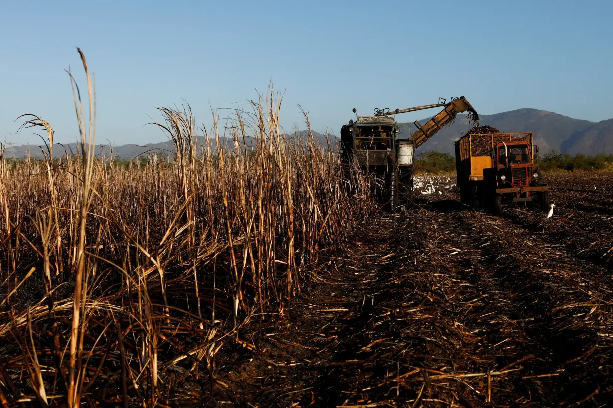 LA Post: Cuba may import sugar, rum industry pressed amid disastrous harvest