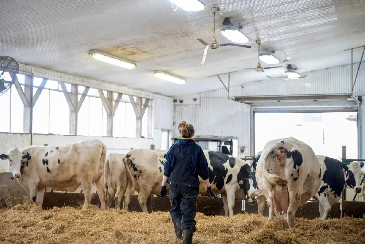 FILE PHOTO: Dairy workers maintain a farm in Carrying Place