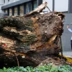 Massive tree falls across busy road in Malaysian capital, killing one man, damaging cars
