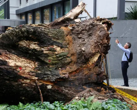 Massive tree falls across busy road in Malaysian capital, killing one man, damaging cars