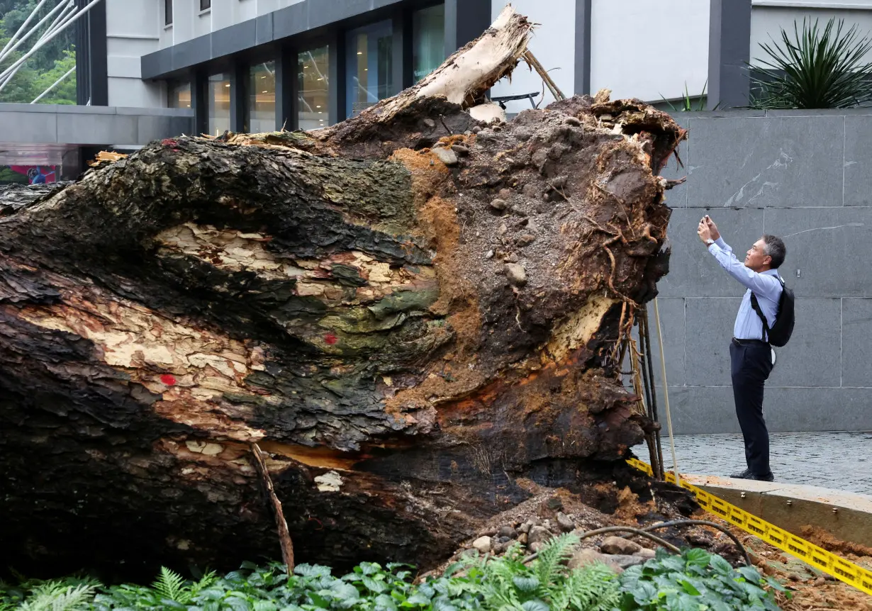 LA Post: Massive tree falls across busy road in Malaysian capital, killing one man, damaging cars