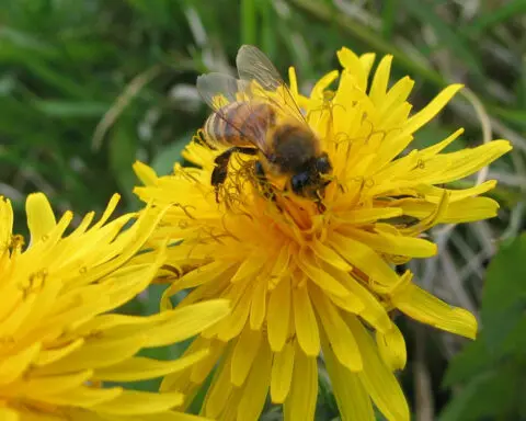 It’s OK to mow in May − the best way to help pollinators is by adding native plants