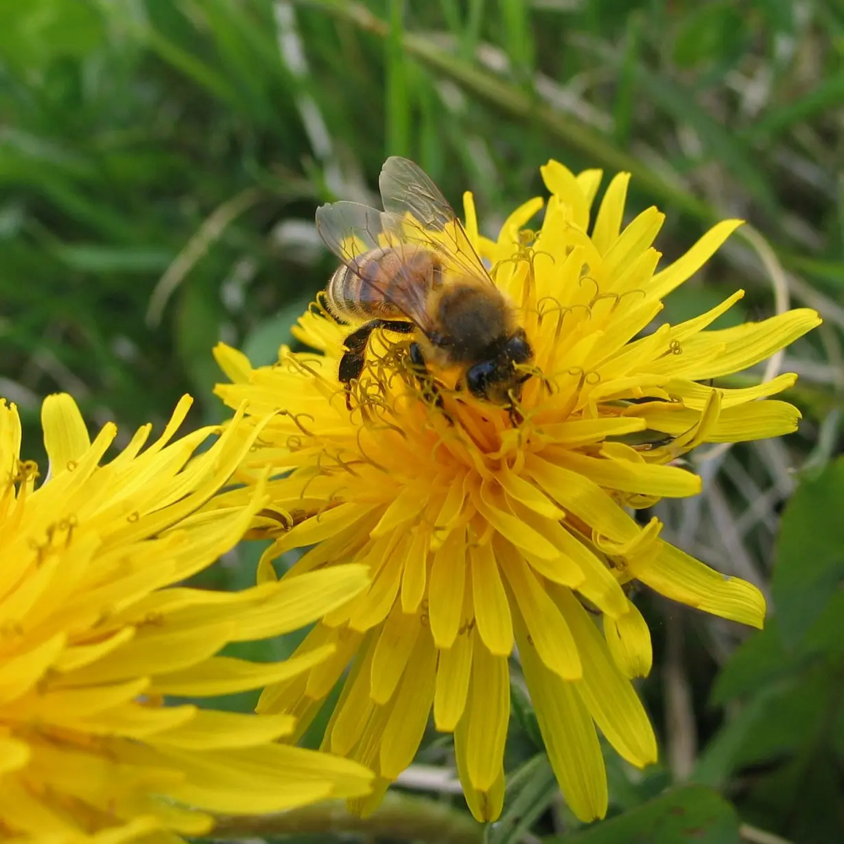 It’s OK to mow in May − the best way to help pollinators is by adding native plants