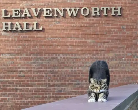 A college puts the 'cat' into 'education' by giving Max an honorary 'doctor of litter-ature' degree