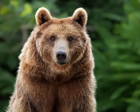 Guests terrified as bear's hunting instincts kick in during zoo party. Watch the video.