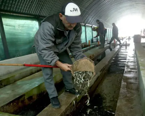 Hatchery of horrors: Teen's evil act kills 18,000 baby salmon