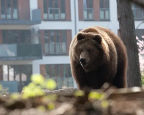 Fridge raider: Watch a bear swipe watermelon from a family kitchen!