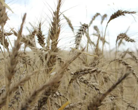 Australian weather bureau forecasts wet months after dry June