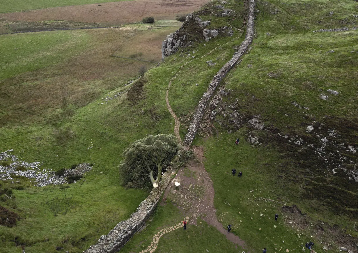 16-year-old boy arrested in England over the 'deliberate' felling of a famous tree at Hadrian's Wall