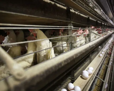 Farmers must kill 4.2 million chickens after bird flu hits Iowa egg farm