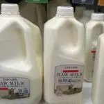 Bird flu outbreak in dairy cows fails to deter US raw milk sellers