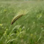 Little seed, big problem – keep an eye out for foxtail seed pods that can harm your pet this summer