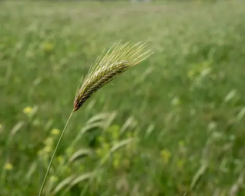 Little seed, big problem – keep an eye out for foxtail seed pods that can harm your pet this summer