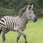 Zebra remains on the loose in Washington state as officials close trailheads to keep people away