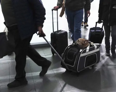 Here's what to know if you are traveling abroad with your dog