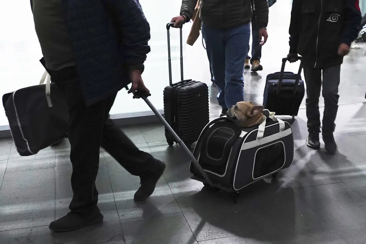 LA Post: Here's what to know if you are traveling abroad with your dog