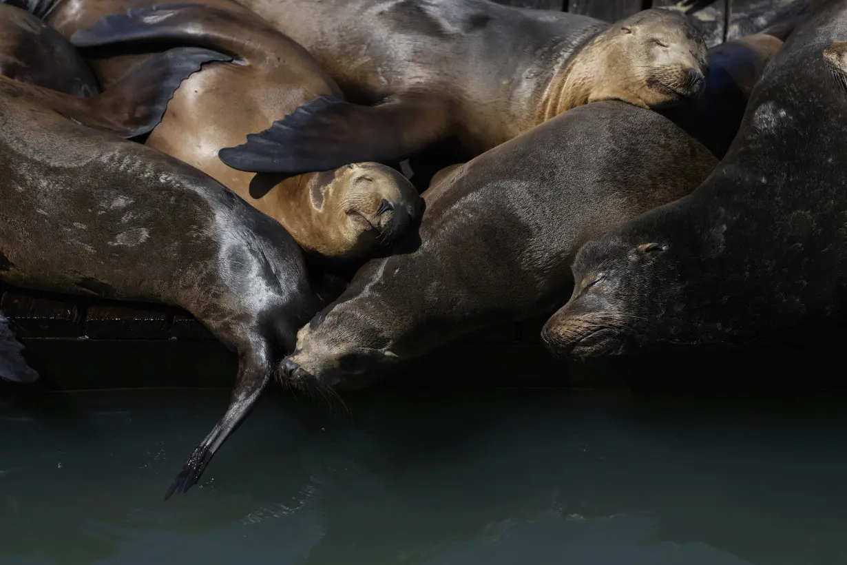 Sea Lion Surge