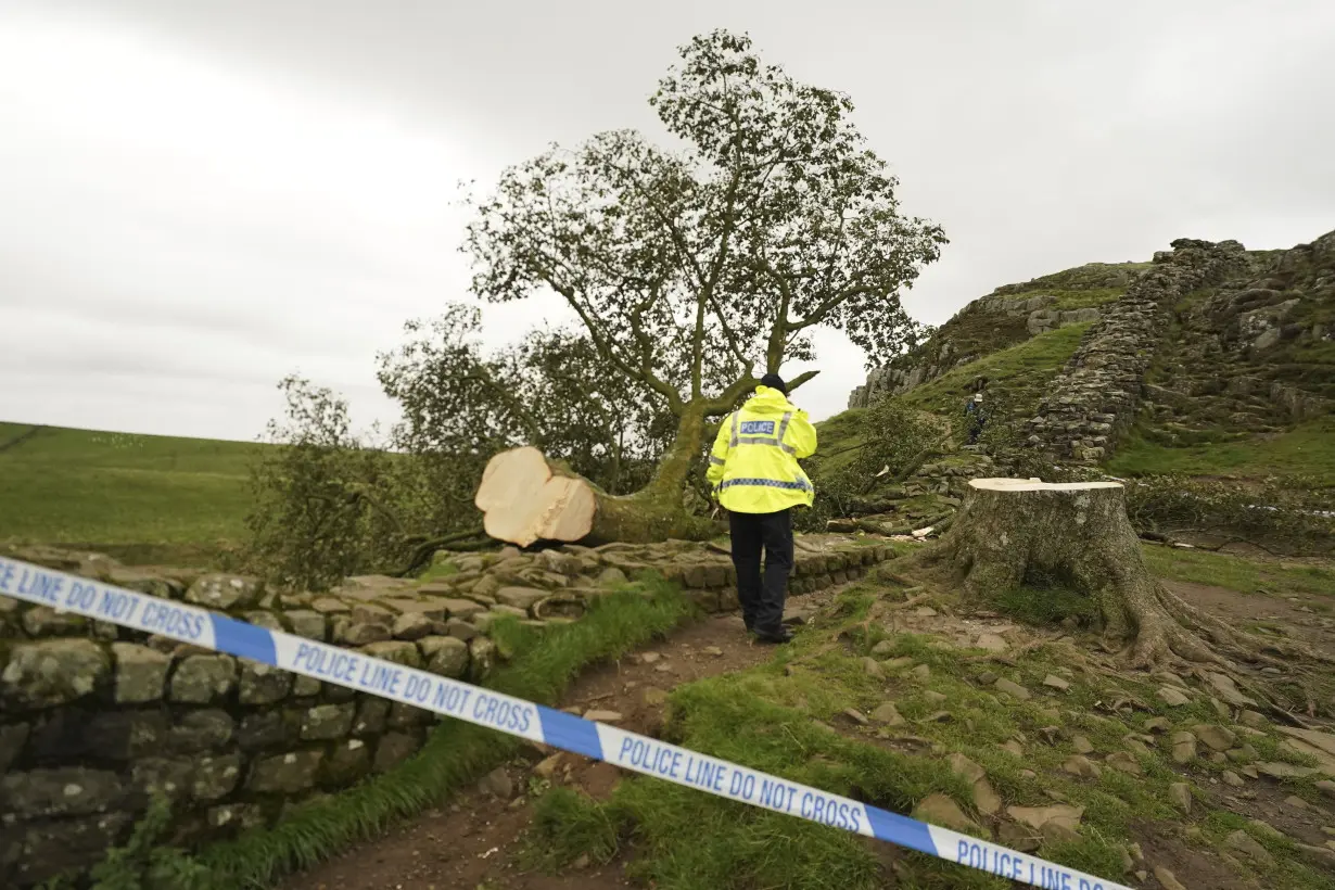 16-year-old boy arrested in England over the 'deliberate' felling of a famous tree at Hadrian's Wall