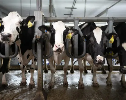 Scientists are testing mRNA vaccines to protect cows and people against bird flu