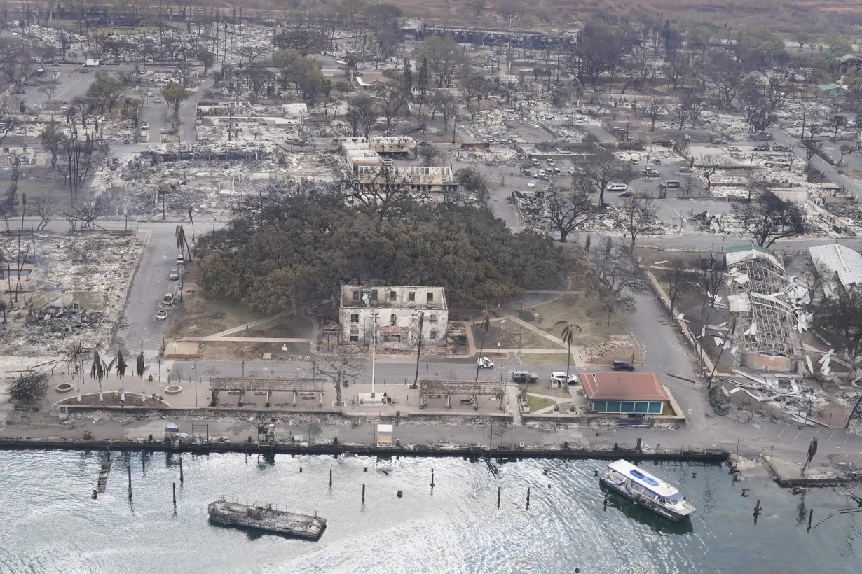 Hawaii Wildfire The Other Trees