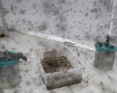 UN agency authorizes second vaccine against dengue amid outbreaks in the Americas
