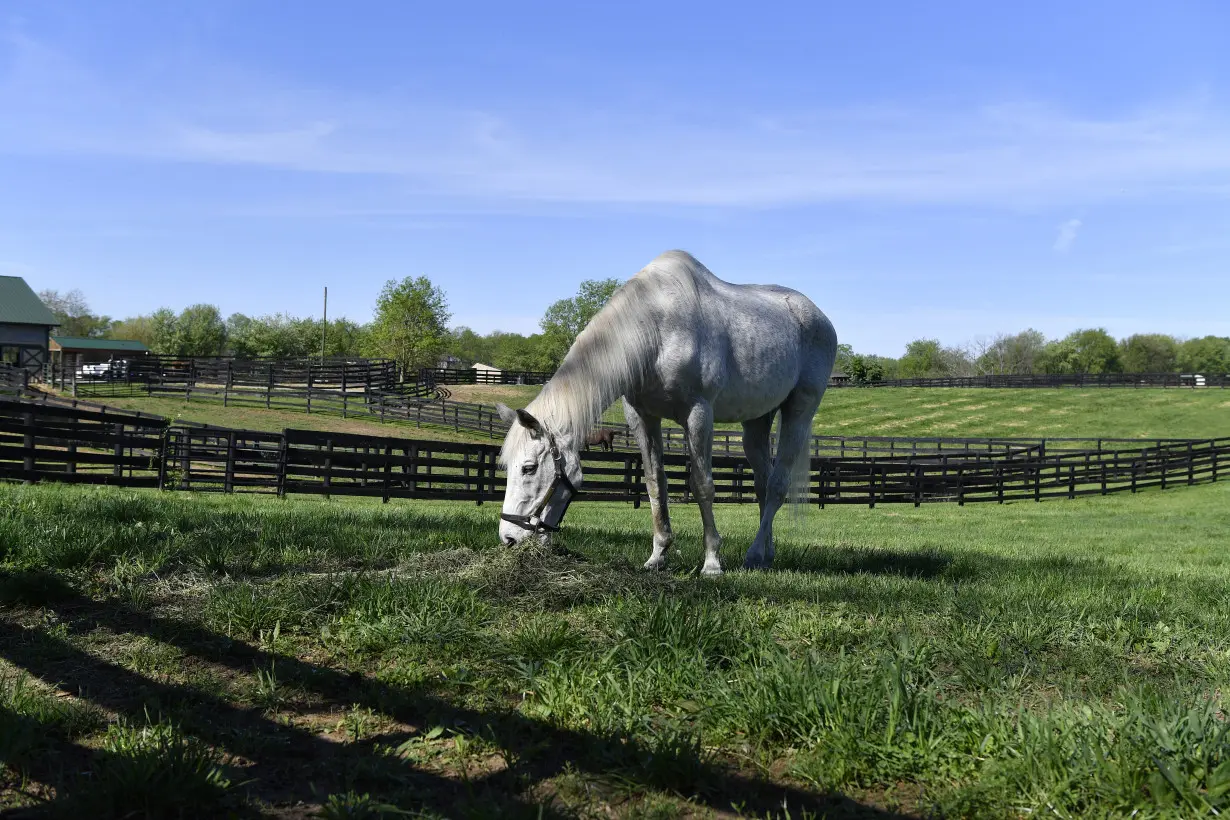 LA Post: For ex-Derby winner Silver Charm, it's a life of leisure and Old Friends at Kentucky retirement farm
