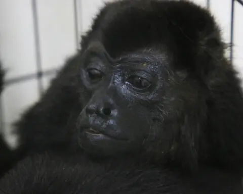 It's so hot in Mexico that howler monkeys are falling dead from the trees
