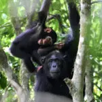 Playing with the kids is important work for chimpanzee mothers