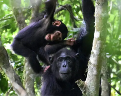 Playing with the kids is important work for chimpanzee mothers