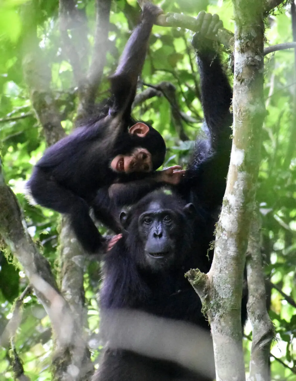 LA Post: Playing with the kids is important work for chimpanzee mothers