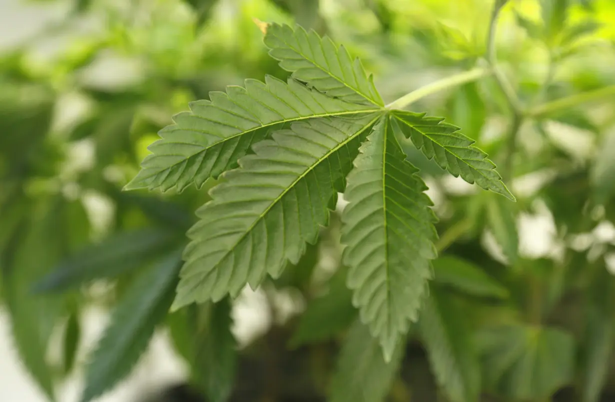 LA Post: Trulieve Cannabis' quarterly loss narrows on demand boost