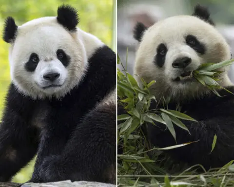 The Panda Party is back on as giant pandas will return to Washington's National Zoo by year's end