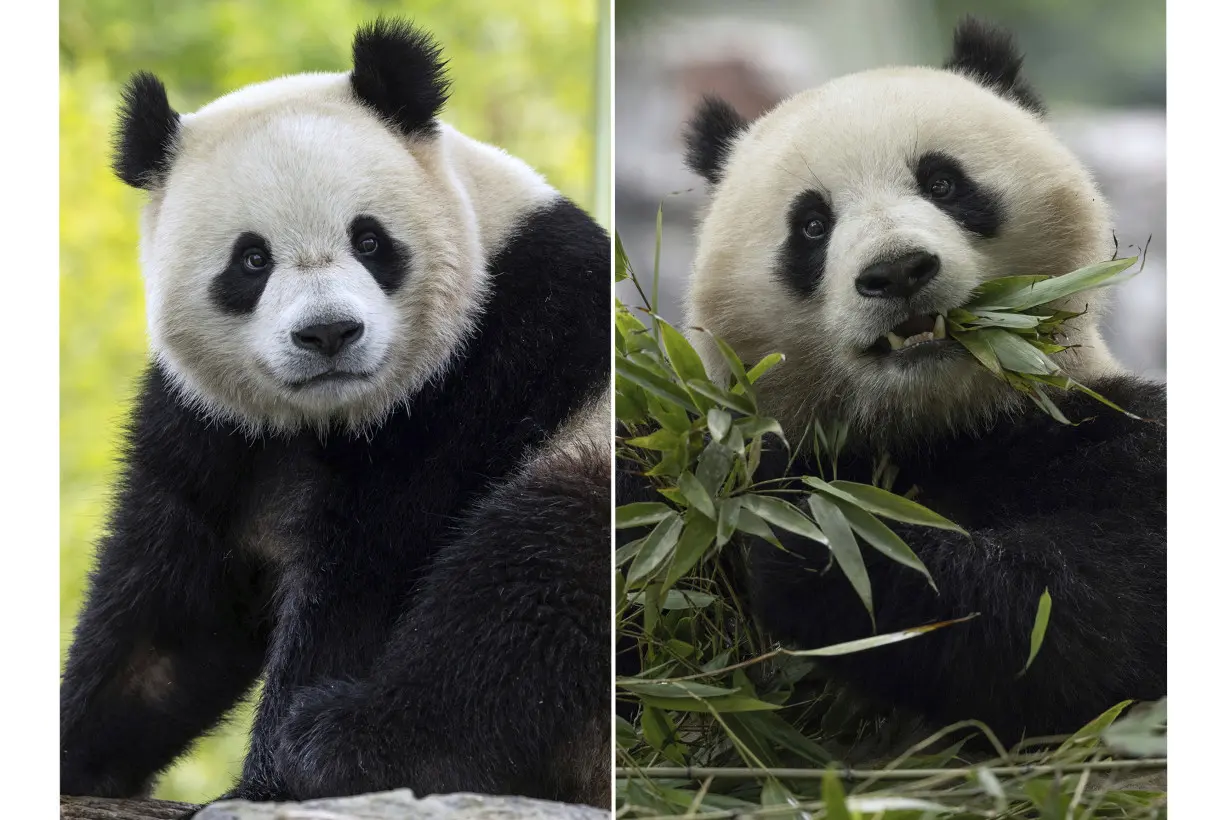 Giant Pandas