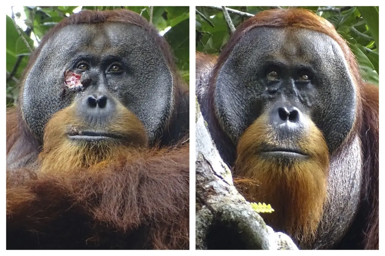LA Post: A wild orangutan used a medicinal plant to treat a wound, scientists say