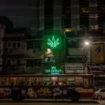 Thai cannabis groups urge government to rethink plan to re-criminalise marijuana