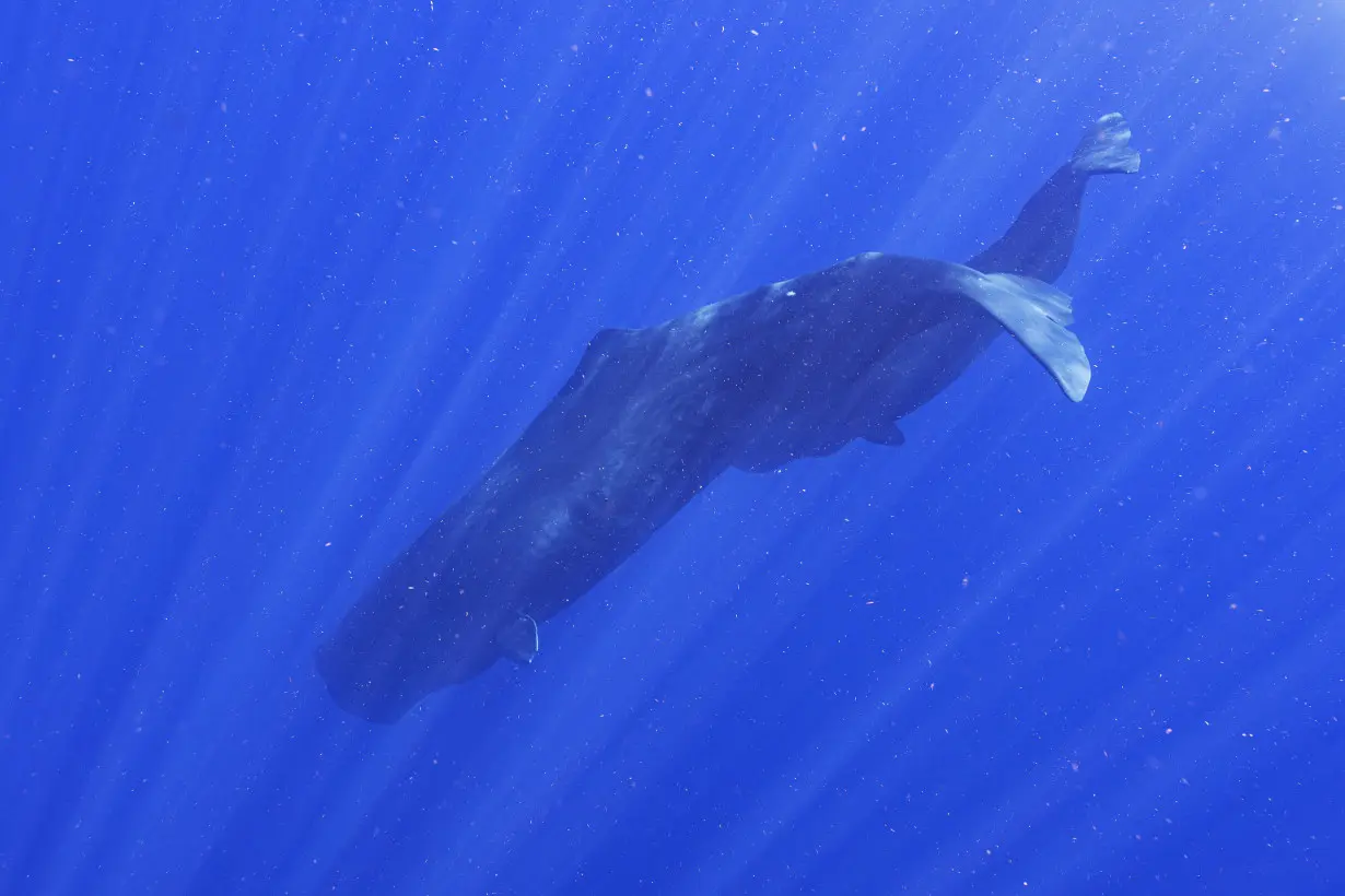 LA Post: Scientists are learning the basic building blocks of sperm whale language after years of effort