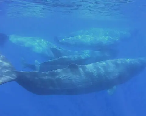 Scientists document remarkable sperm whale 'phonetic alphabet'