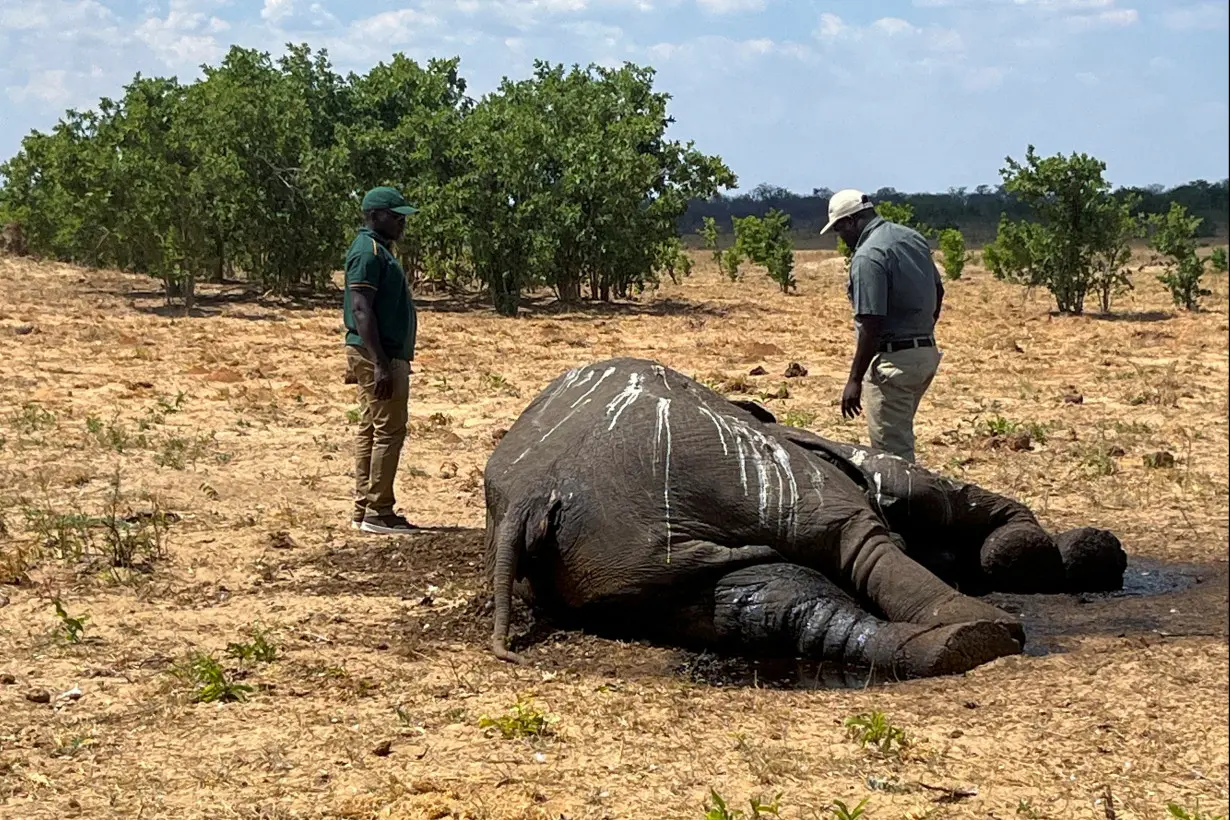 FILE PHOTO: Dozens of elephants die in Zimbabwe