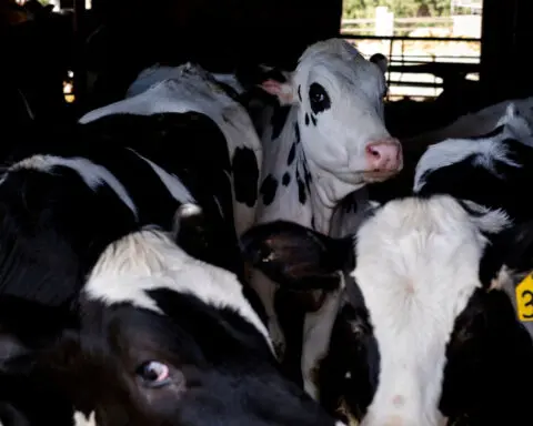 US requires bird flu tests for dairy cattle moving between states