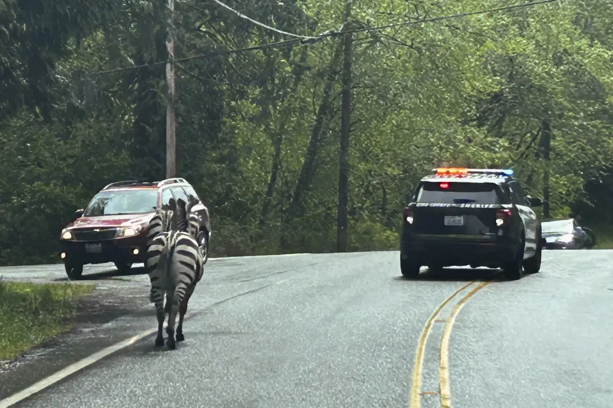 Zebra remains on the loose in Washington state as officials close trailheads to keep people away