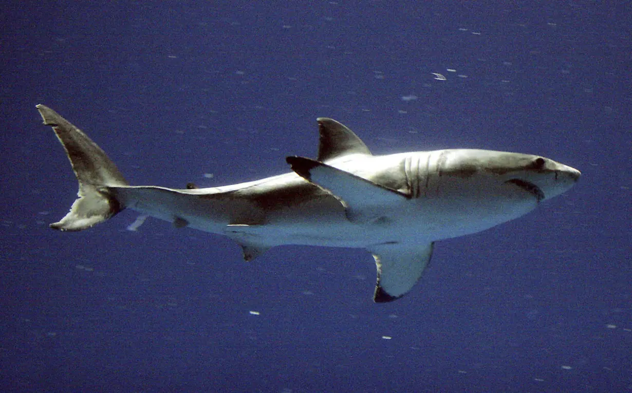 Beach weather is here and so are sharks. Scientists say it's time to look out for great whites