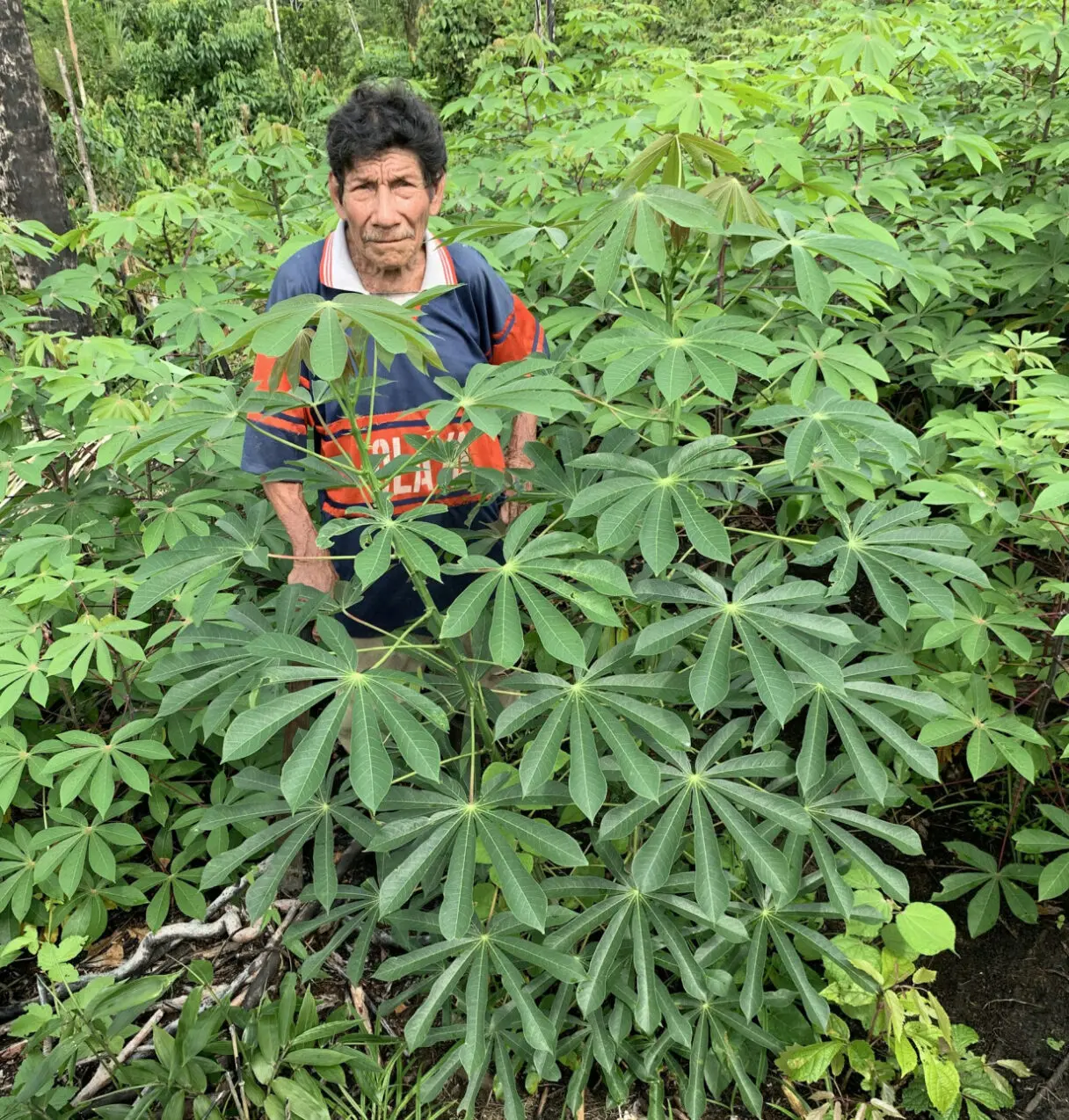 Cassava: The perilous past and promising future of a toxic but nourishing crop