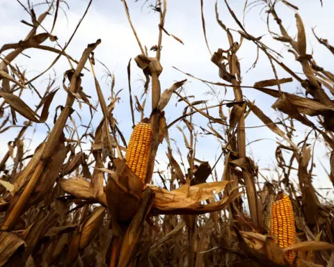 LA Post: As climate shifts, a leafhopper bug plagues Argentina's corn ...