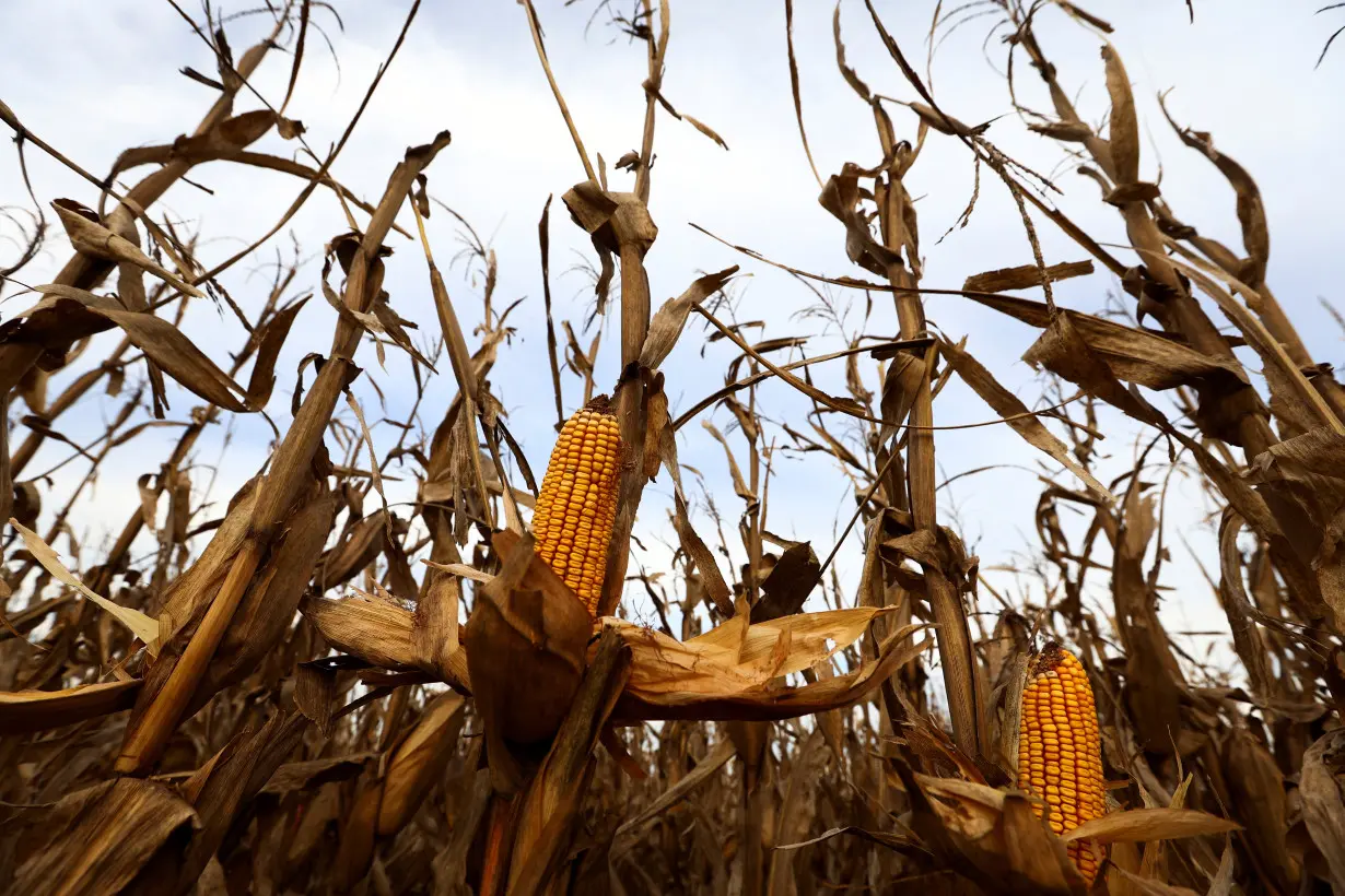 LA Post: As climate shifts, a leafhopper bug plagues Argentina's corn fields