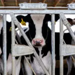 Dairy worker bird flu case shows need for protective gear, US CDC study shows